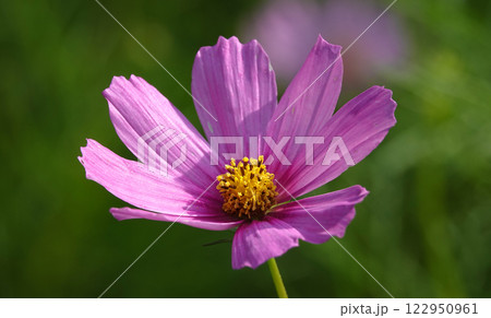 Cosmos bipinnatum flower is an annual flowering plant of the Asteraceae family. 122950961