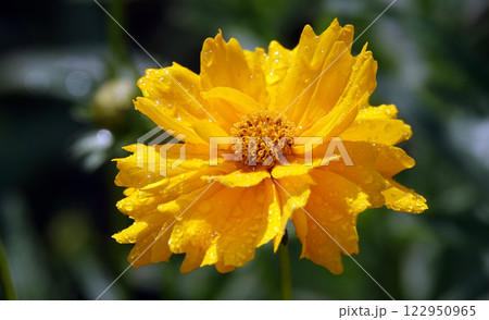 Coreopsis lanceolata flower is an annual herbaceous plant of the Asteraceae family Coreopsis lanceolata flower is an annual herbaceous plant of the Asteraceae family 122950965