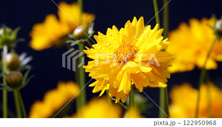 Coreopsis lanceolata flower is an annual herbaceous plant of the Asteraceae family Coreopsis lanceolata flower is an annual herbaceous plant of the Asteraceae family 122950968