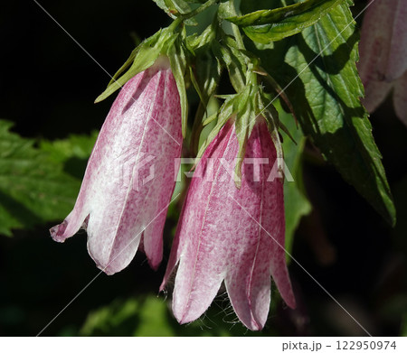 Bellflower Cherry Bells dotted flower plant is a plant, family Campanulaceae Bellflower Cherry Bells dotted flower plant is a plant, family Campanulaceae 122950974