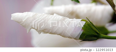 Flowers Hibiscus syriacus is a perennial plant, family Malvaceae 122951013