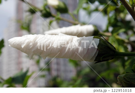 Flowers Hibiscus syriacus is a perennial plant, family Malvaceae Flowers Hibiscus syriacus is a perennial plant, family Malvaceae 122951018