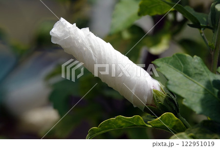 Flowers Hibiscus syriacus is a perennial plant, family Malvaceae Flowers Hibiscus syriacus is a perennial plant, family Malvaceae 122951019