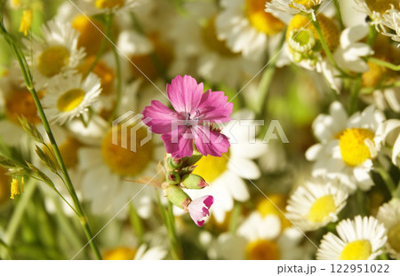 Carnation Borbash pink flowers close up Carnation Borbash pink flowers close up 122951022