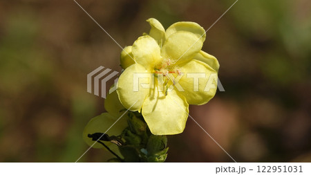 The flower Mullein or Bear's Ear or Verbascum is a biennial herbaceous medicinal plant, family Scrophulariaceae The flower Mullein or Bear's Ear or Verbascum is a biennial herbaceous medicinal plant, family Scrophulariaceae 122951031
