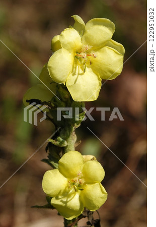 The flower Mullein or Bear's Ear or Verbascum is a biennial herbaceous medicinal plant, family Scrophulariaceae 122951032