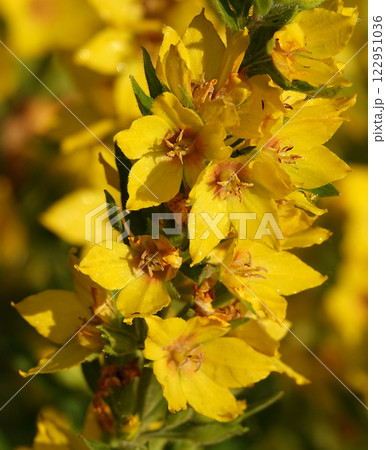 The flower Mullein or Bear's Ear or Verbascum is a biennial herbaceous medicinal plant, family Scrophulariaceae The flower Mullein or Bear's Ear or Verbascum is a biennial herbaceous medicinal plant, family Scrophulariaceae 122951036