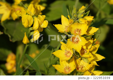 The flower Mullein or Bear's Ear or Verbascum is a biennial herbaceous medicinal plant, family Scrophulariaceae The flower Mullein or Bear's Ear or Verbascum is a biennial herbaceous medicinal plant, family Scrophulariaceae 122951039