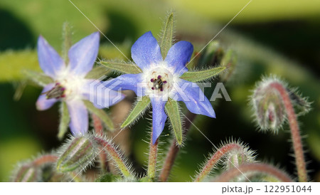 Flower Borage, or Borage grass, or Borage grass medicinal, or Borage, or Borage, or Borache, Borago officinalis flowering plants, genus Borage of the Borage family Boraginaceae Flower Borage, or Borage grass, or Borage grass medicinal, or Borage, or Borage, or Borache, Borago officinalis flowering plants, genus Borage of the Borage family Boraginaceae 122951044