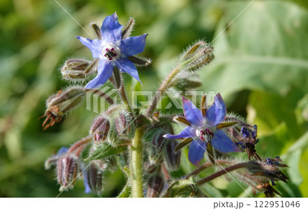 Flower Borage, or Borage grass, or Borage grass medicinal, or Borage, or Borage, or Borache, Borago officinalis flowering plants, genus Borage of the Borage family Boraginaceae 122951046