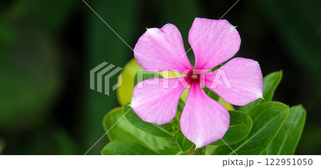 Flowers of the herbaceous periwinkle during the flowering period in spring 122951050