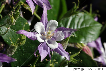 Flowers Aquilegia or Columbine close-up beautiful and delicate Flowers Aquilegia or Columbine close-up beautiful and delicate 122951051
