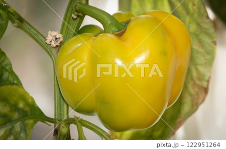 Yellow sweet pepper pod ripening fruits Yellow sweet pepper pod ripening fruits 122951264