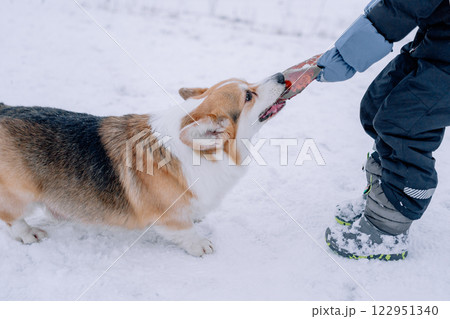 Corgi playing with a child in the snow. High quality photo 122951340