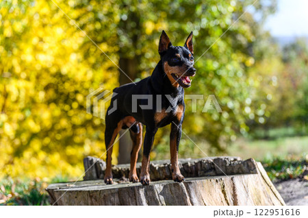 A black and tan miniature pinscher dog standing on a tree stump in a park. A black and tan miniature pinscher dog standing on a tree stump in a park. 122951616