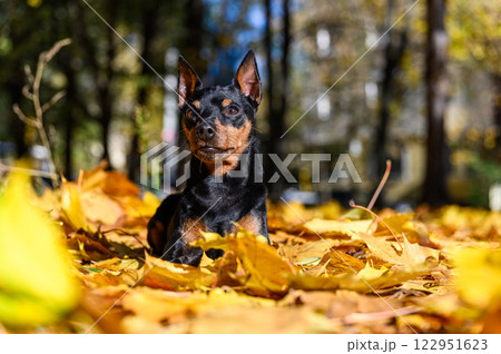 A miniature pinscher dog lying on bed of golden-yellow autumn leaves in a park. A miniature pinscher dog lying on bed of golden-yellow autumn leaves in a park. 122951623