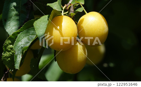 Ripe yellow fruits of the royal cherry plum on tree branches in summer 122951646