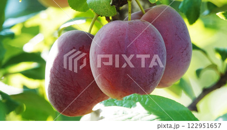 Plum fruits ripening on tree branches in summer under the sun 122951657