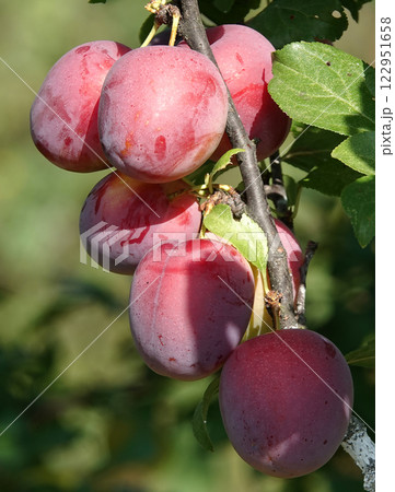 Plum fruits ripening on tree branches in summer under the sun Plum fruits ripening on tree branches in summer under the sun 122951658
