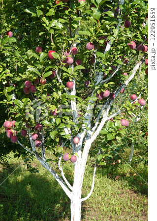 Plum fruits ripening on tree branches in summer under the sun Plum fruits ripening on tree branches in summer under the sun 122951659