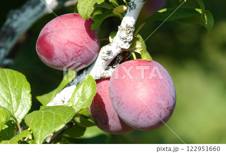 Plum fruits ripening on tree branches in summer under the sun Plum fruits ripening on tree branches in summer under the sun 122951660