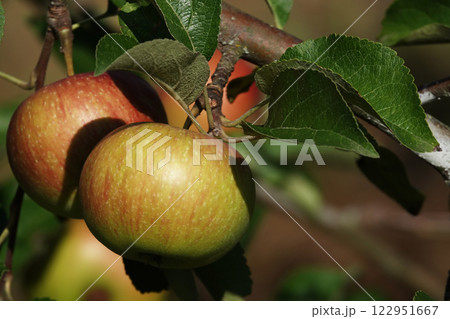 Apple fruits ripening on tree branches in summer under the sun 122951667