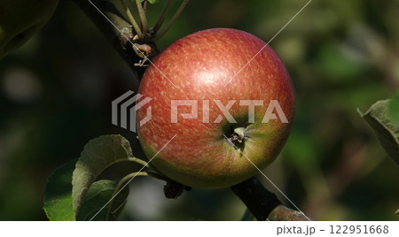 Apple fruits ripening on tree branches in summer under the sun Apple fruits ripening on tree branches in summer under the sun 122951668