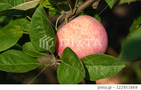 Apple fruits ripening on tree branches in summer under the sun Apple fruits ripening on tree branches in summer under the sun 122951669