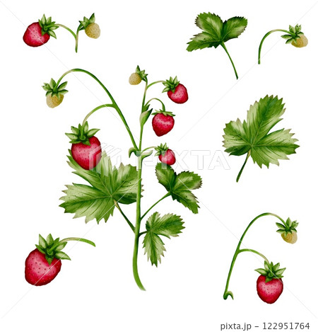 Beautiful watercolor strawberries in a seamless design for various applications 122951764
