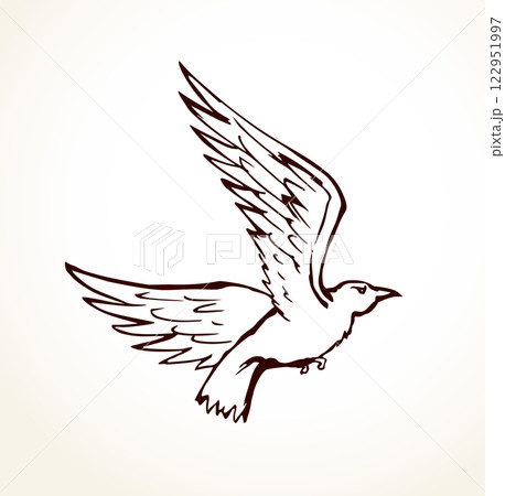 Vector drawing. Big flying bird 122951997