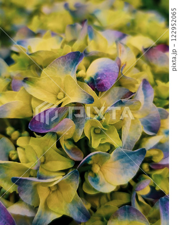 Beautiful yellow violet flowers 122952065
