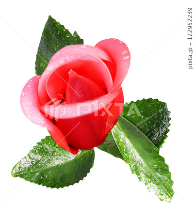 Red rose with green leaves isolated on white background. Clipping path 122952239