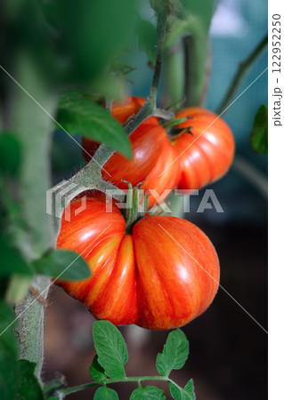 Close up of two big ripe red tomatoes 122952250