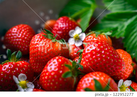 Macro shot of vibrant red strawberries with green leaves 122952277