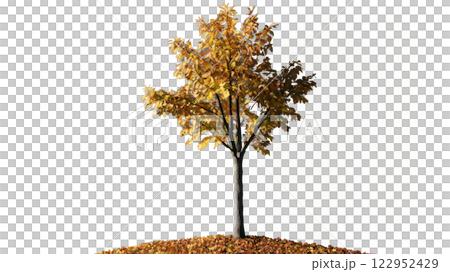 A solitary autumn tree with colorful leaves stands against a white background in bright daylight 122952429