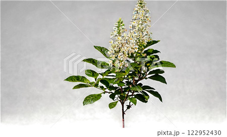 Beautiful flowering plants display bright blooms in a garden during warm spring days 122952430