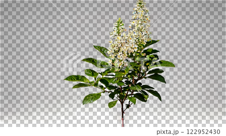 Beautiful flowering plants display bright blooms in a garden during warm spring days 122952430