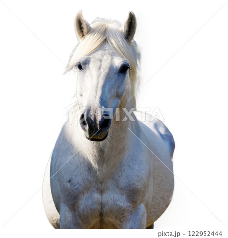 A majestic white horse standing gracefully in a bright, clear environment during the day 122952444