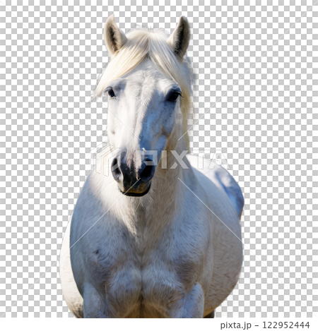 A majestic white horse standing gracefully in a bright, clear environment during the day 122952444