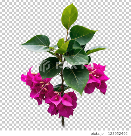 Vibrant bougainvillea plant with striking purple flowers and lush green leaves in bright setting Vibrant bougainvillea plant with striking purple flowers and lush green leaves in bright setting 122952492