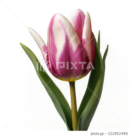 A beautiful pink and white tulip with green leaves on a plain background in spring 122952498