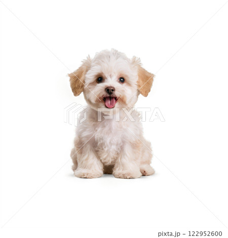 A fluffy white puppy sitting happily with its tongue out against a plain background 122952600