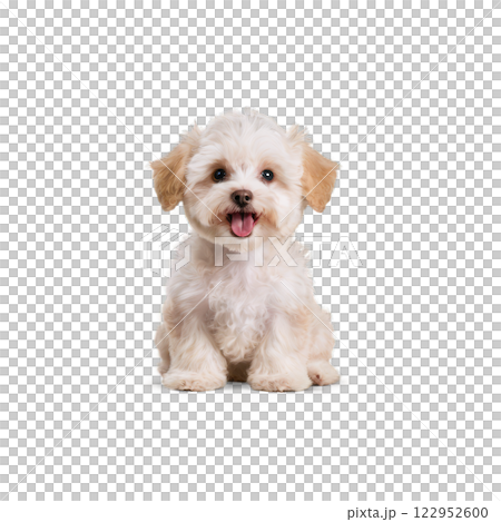 A fluffy white puppy sitting happily with its tongue out against a plain background 122952600