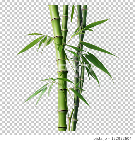 Bamboo stalks and leaves arranged creatively on a white background highlighting their natural beauty 122952604