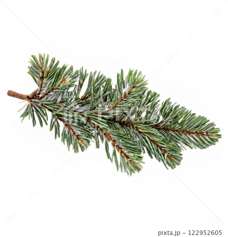 Green pine branch with needles lying on a white background showcasing natural texture 122952605