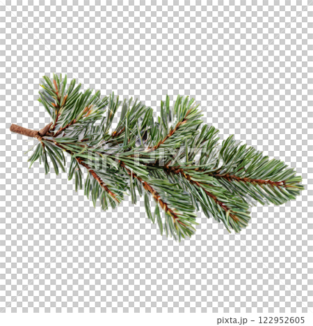 Green pine branch with needles lying on a white background showcasing natural texture 122952605