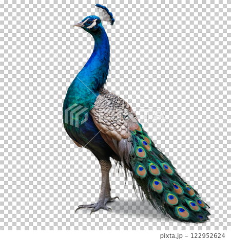 A vibrant peacock displaying its colorful plumage in a natural setting during daylight 122952624