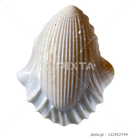 A close up of a unique sea shell showcasing its intricate lines and smooth, glossy surface 122952744