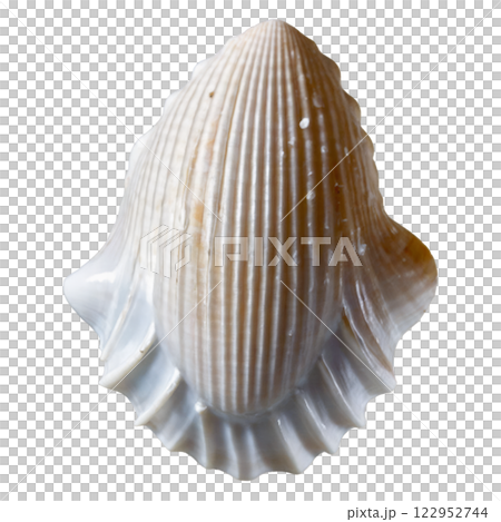A close up of a unique sea shell showcasing its intricate lines and smooth, glossy surface 122952744
