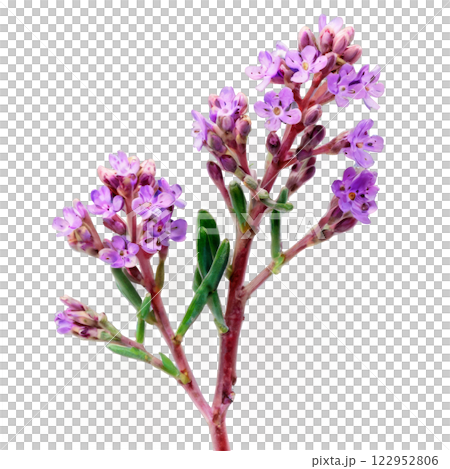 Purple lavender flowers with delicate petals against a white background in natural setting 122952806